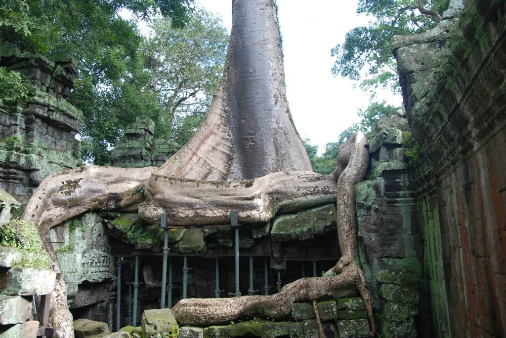 Baum wächst auf Tempelruine